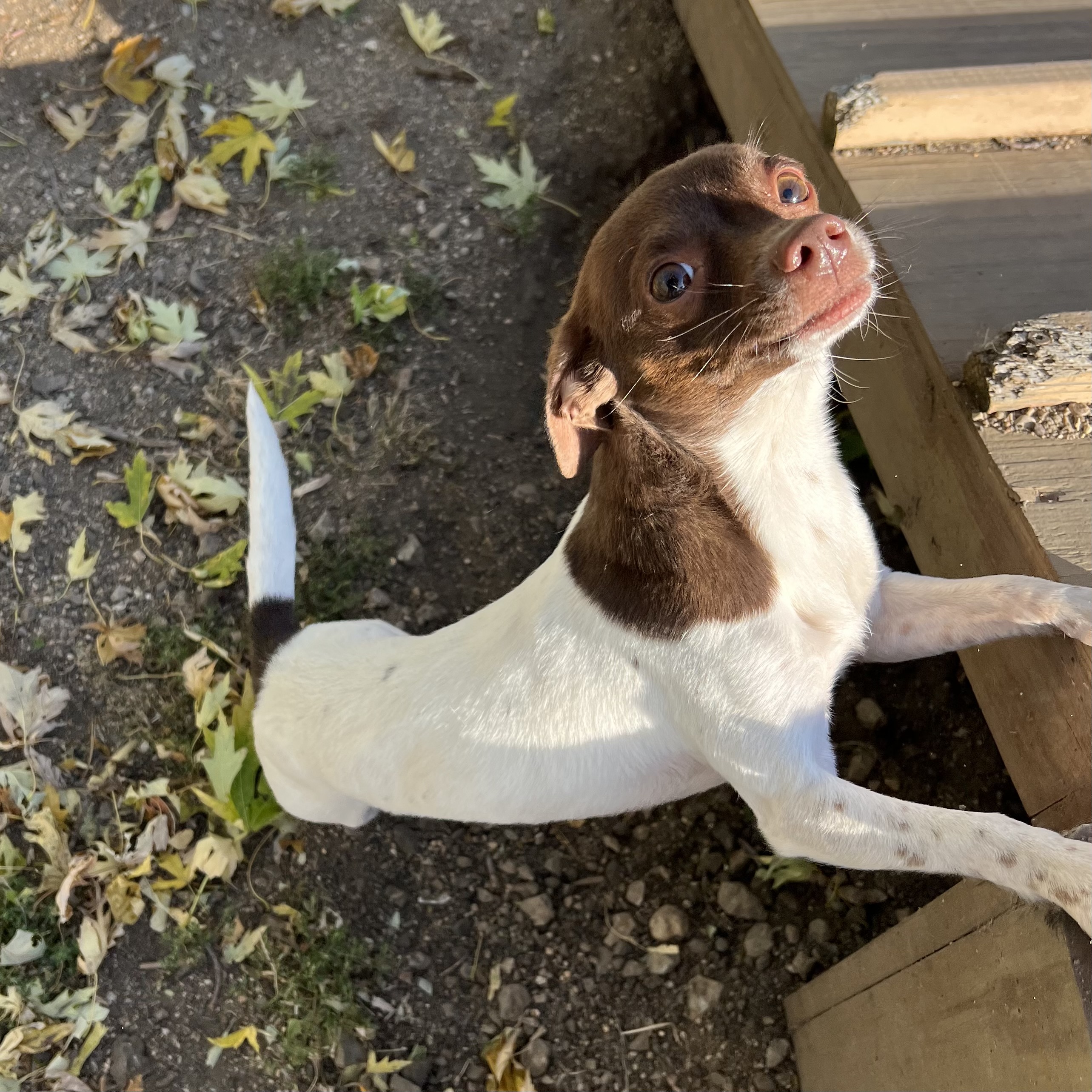 Dog for adoption Yoshi, a Chihuahua Mix in Fairmont, MN Petfinder