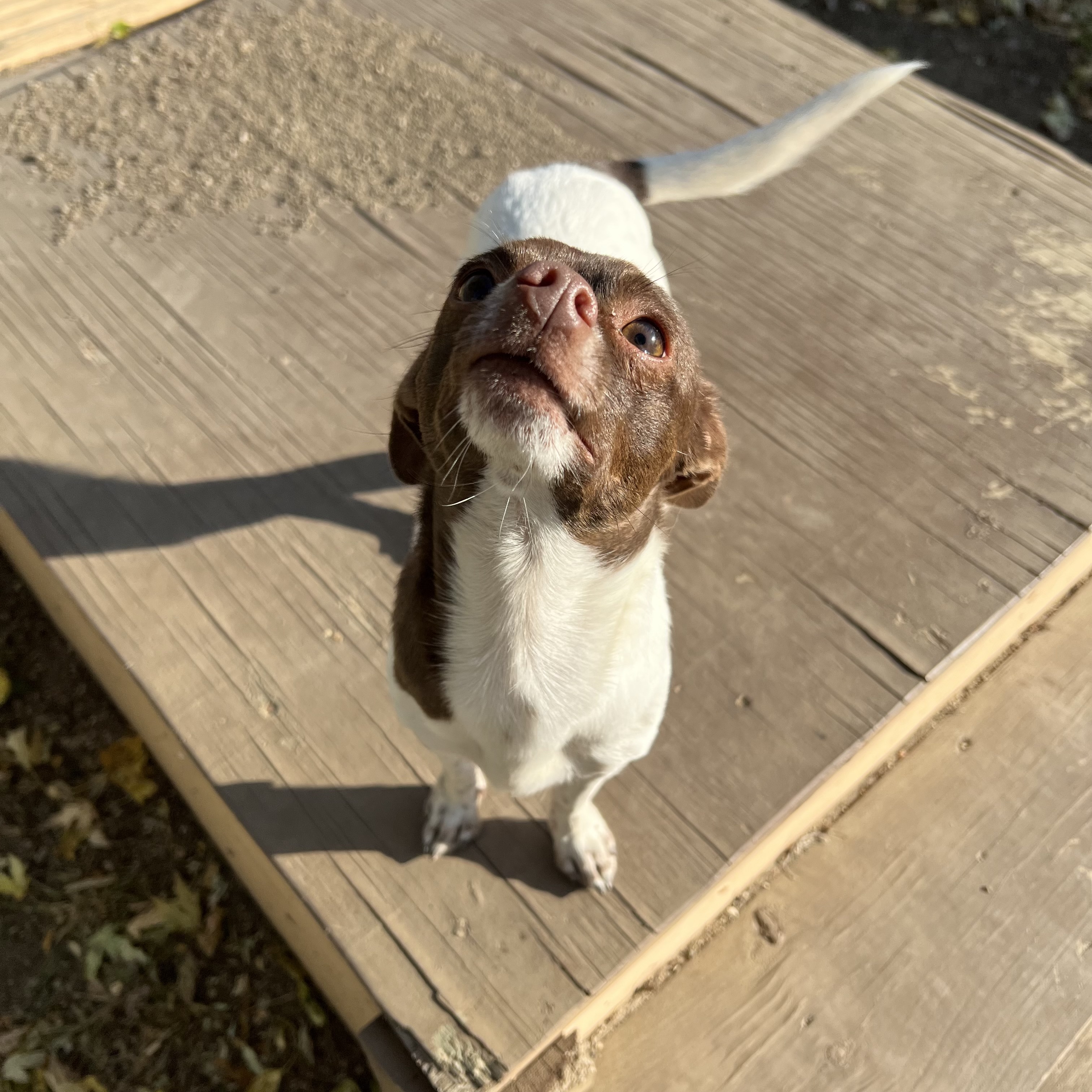 Dog for adoption Yoshi, a Chihuahua Mix in Fairmont, MN Petfinder