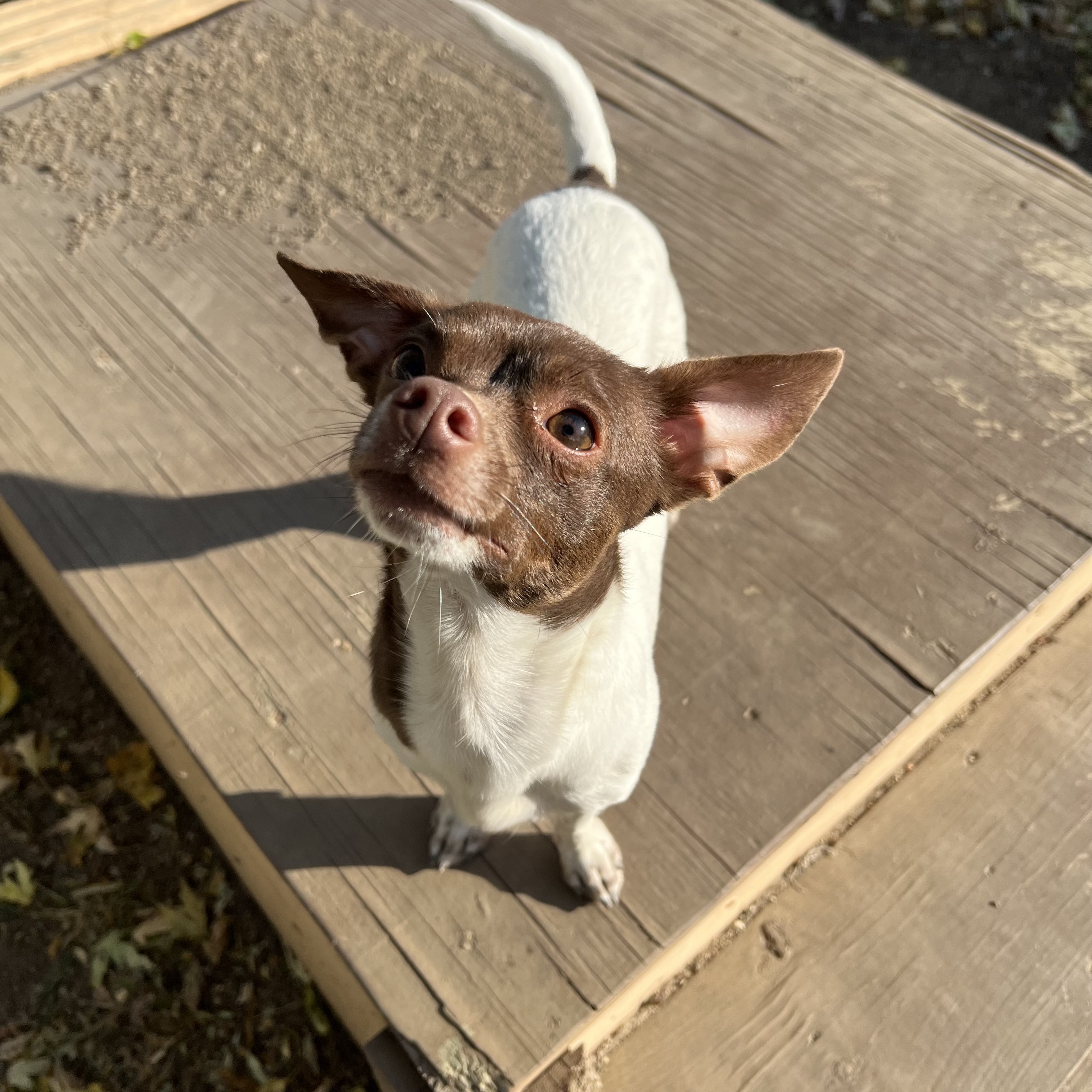 Dog for adoption Yoshi, a Chihuahua Mix in Fairmont, MN Petfinder