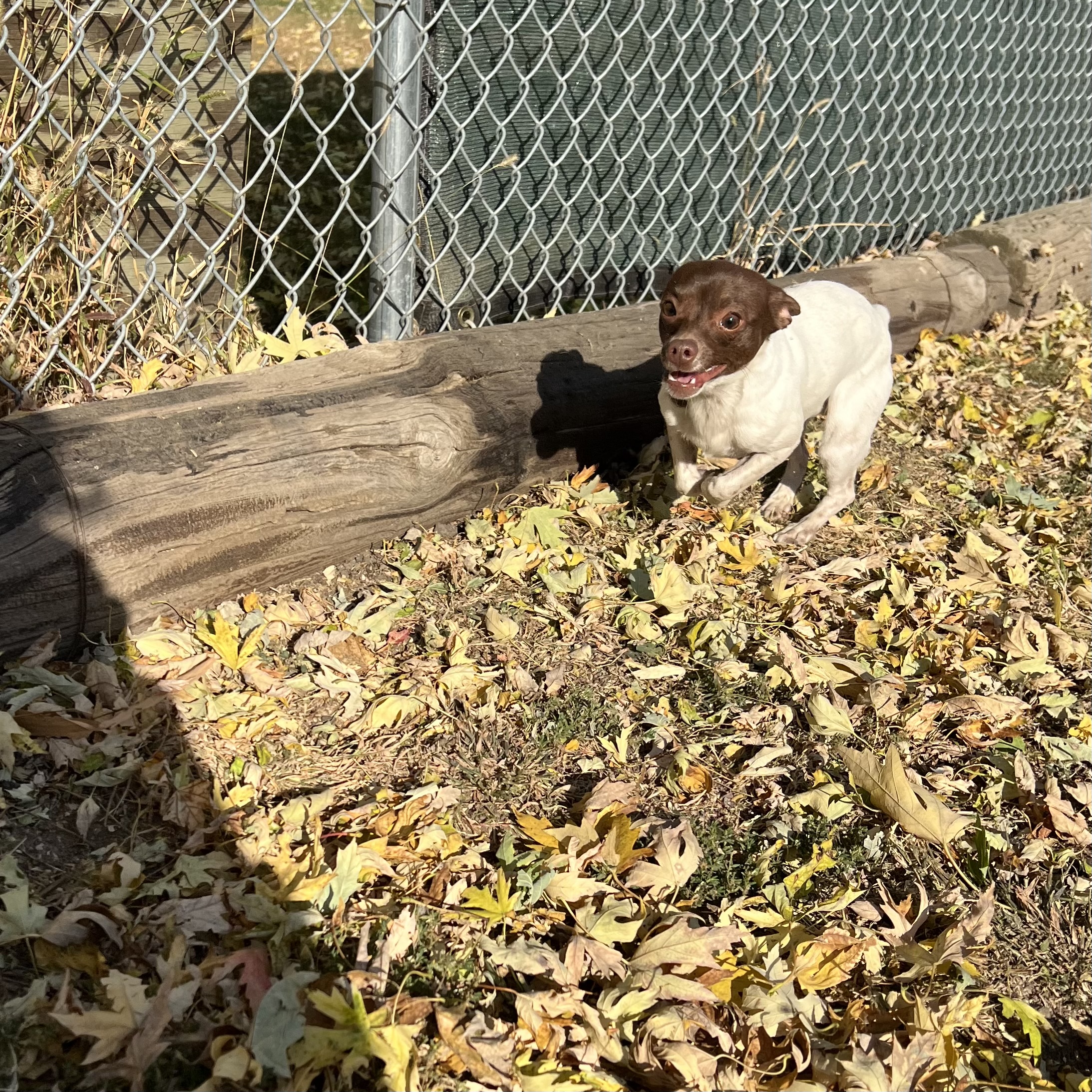 Dog for adoption Yoshi, a Chihuahua Mix in Fairmont, MN Petfinder