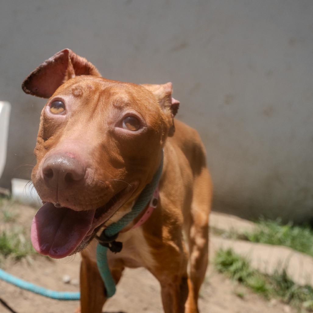 Athena, Adoptable, Young Female Terrier & Mixed Breed.