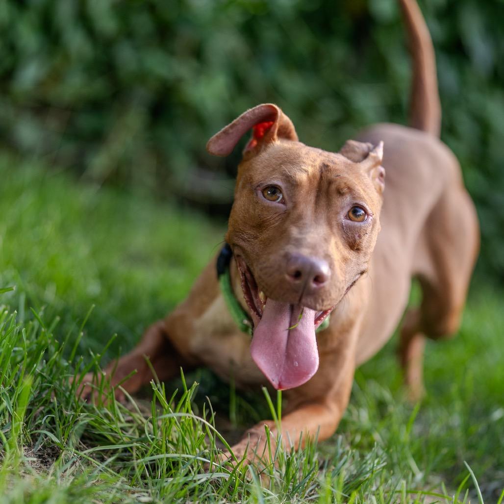 Enlarge Athena, a Adoptable mixed breed in Pawling, NY image 2/6