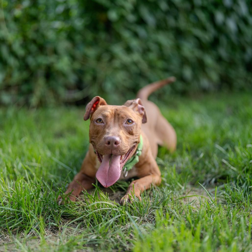 Enlarge Athena, a Adoptable mixed breed in Pawling, NY image 3/6