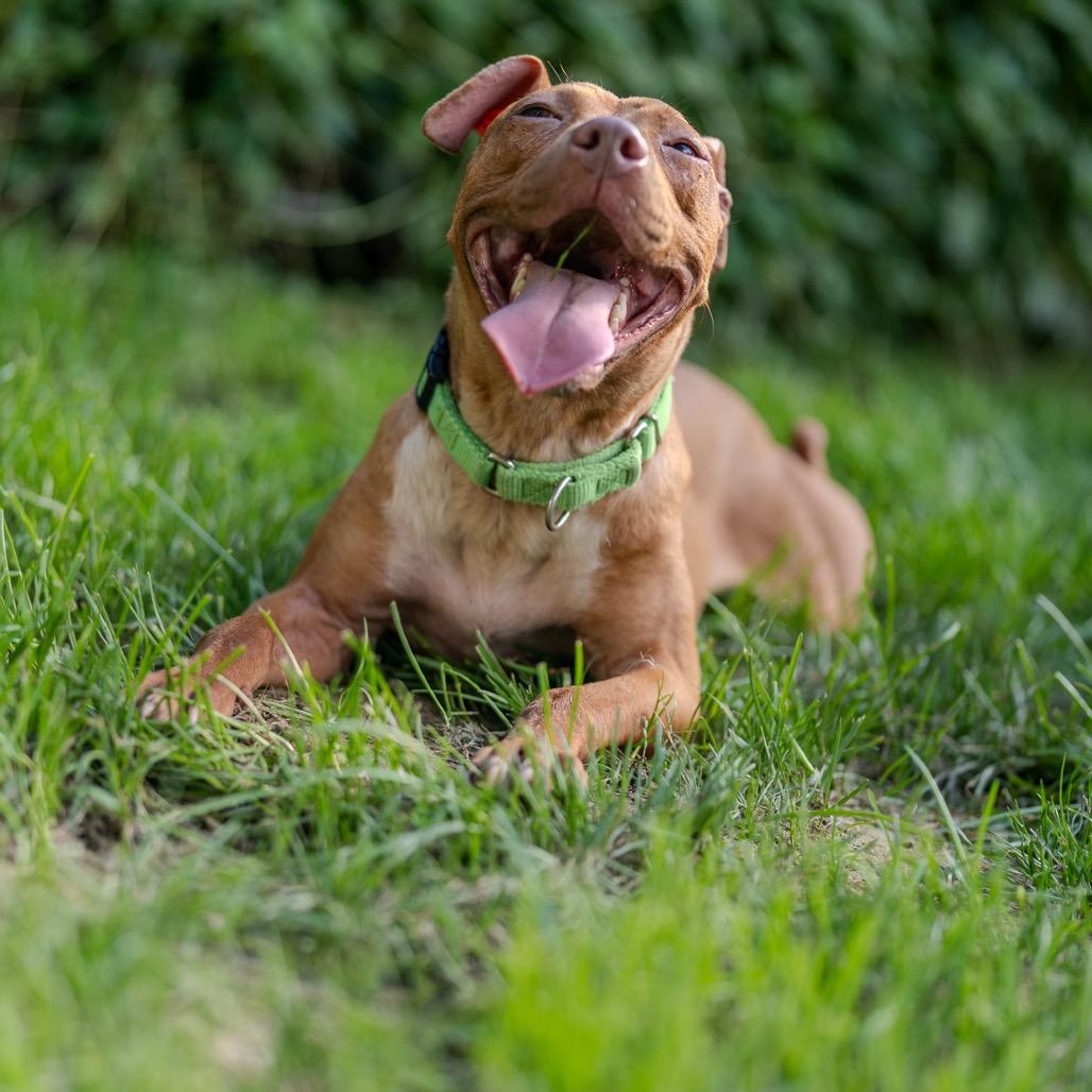 Enlarge Athena, a Adoptable mixed breed in Pawling, NY image 4/6