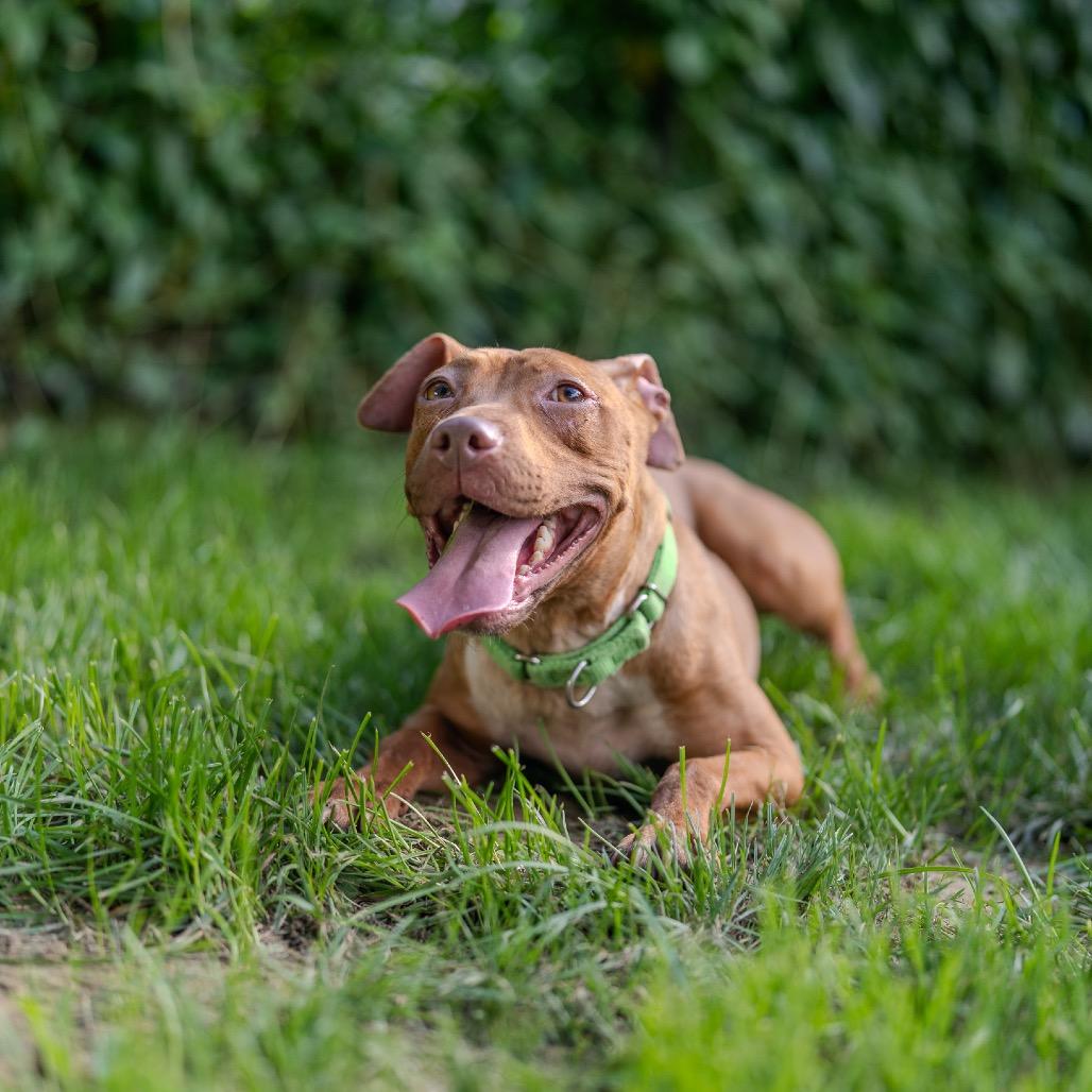 Enlarge Athena, a Adoptable mixed breed in Pawling, NY image 5/6