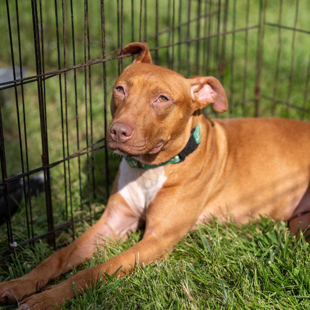 Enlarge Athena, a Adoptable mixed breed in Pawling, NY image 6/6