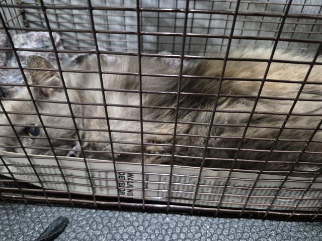 V, Adoptable, Young Female Domestic Long Hair.
