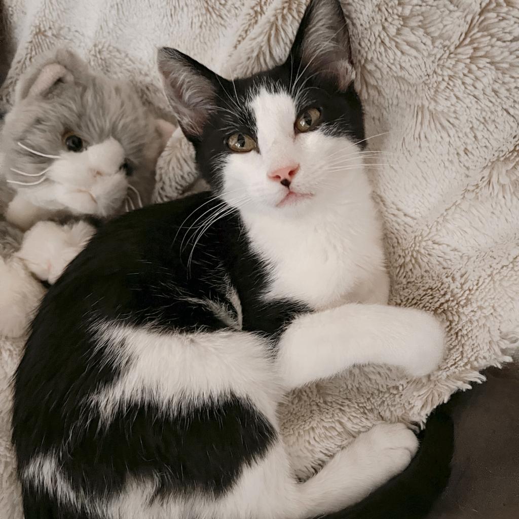 Enlarge BEEMER, a Adoptable Domestic Short Hair in San Antonio, TX image 1/2