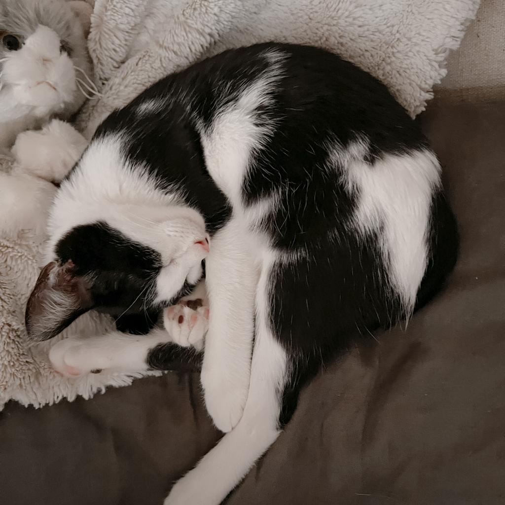 Enlarge BEEMER, a Adoptable Domestic Short Hair in San Antonio, TX image 2/2