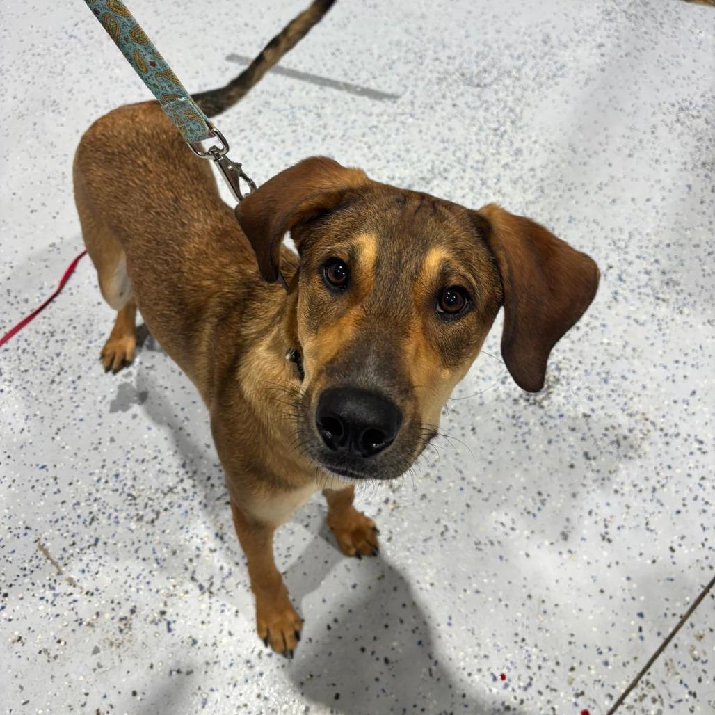Enlarge Lofi, a Adoptable mixed breed in Drumheller, AB image 1/1