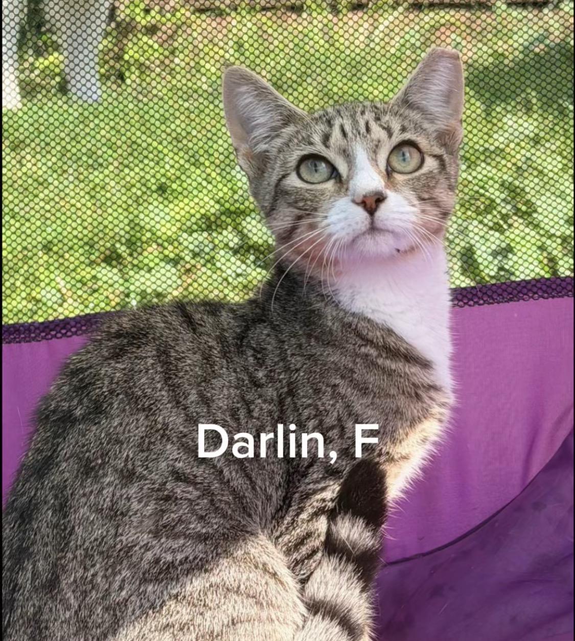 Darlin, Adoptable, Kitten Female Domestic Short Hair.