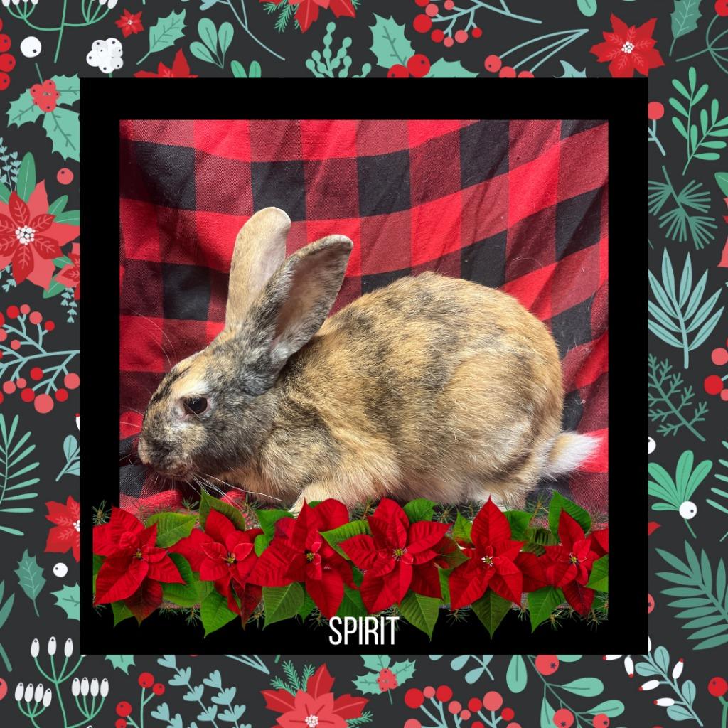 Enlarge Spirit, a Adopted Harlequin in Elizabethtown, KY image 1/6