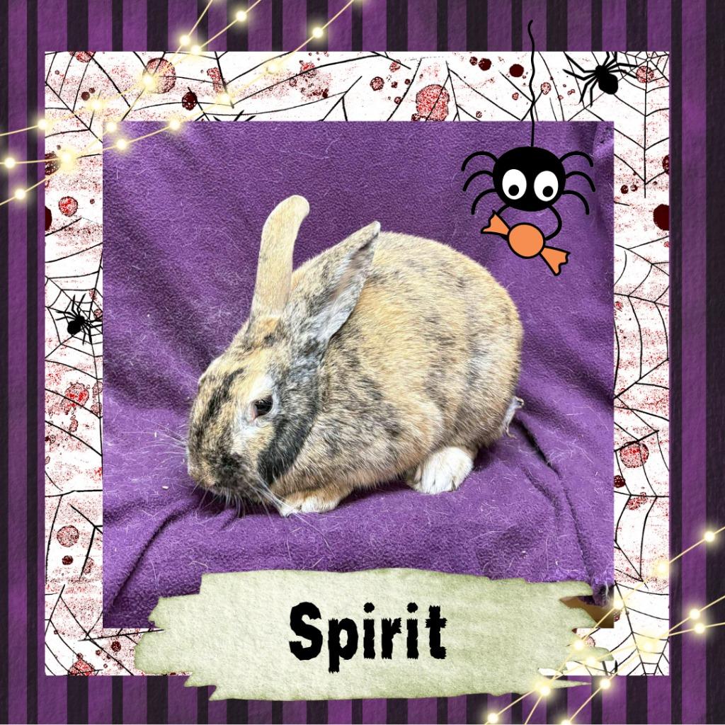 Enlarge Spirit, a Adopted Harlequin in Elizabethtown, KY image 2/6