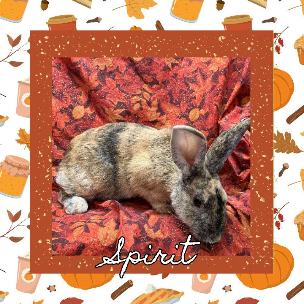 Enlarge Spirit, a Adopted Harlequin in Elizabethtown, KY image 3/6