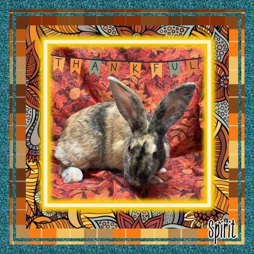 Enlarge Spirit, a Adopted Harlequin in Elizabethtown, KY image 4/6