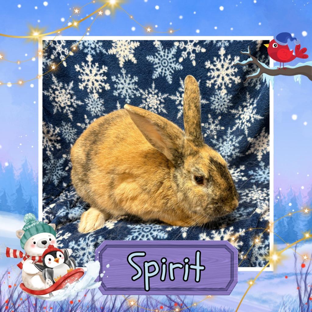 Enlarge Spirit, a Adopted Harlequin in Elizabethtown, KY image 5/6