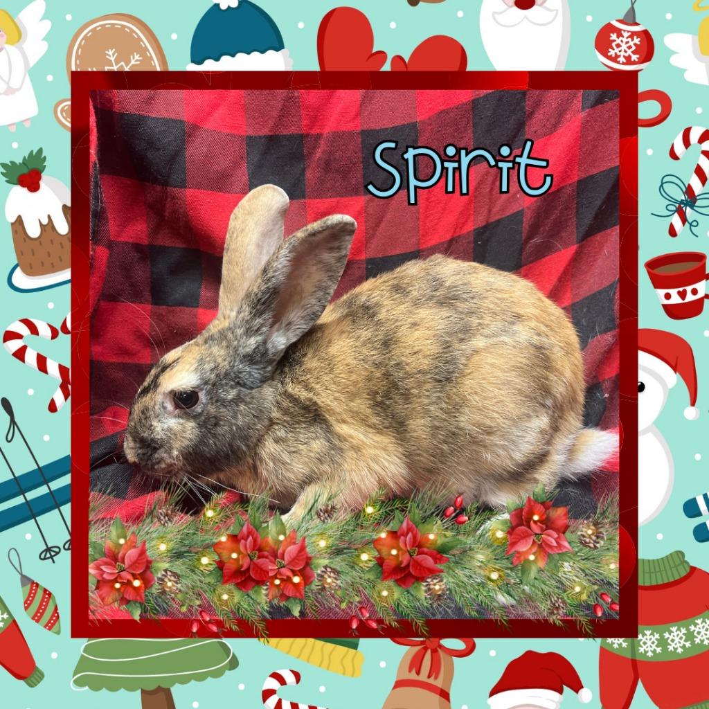 Enlarge Spirit, a Adopted Harlequin in Elizabethtown, KY image 6/6