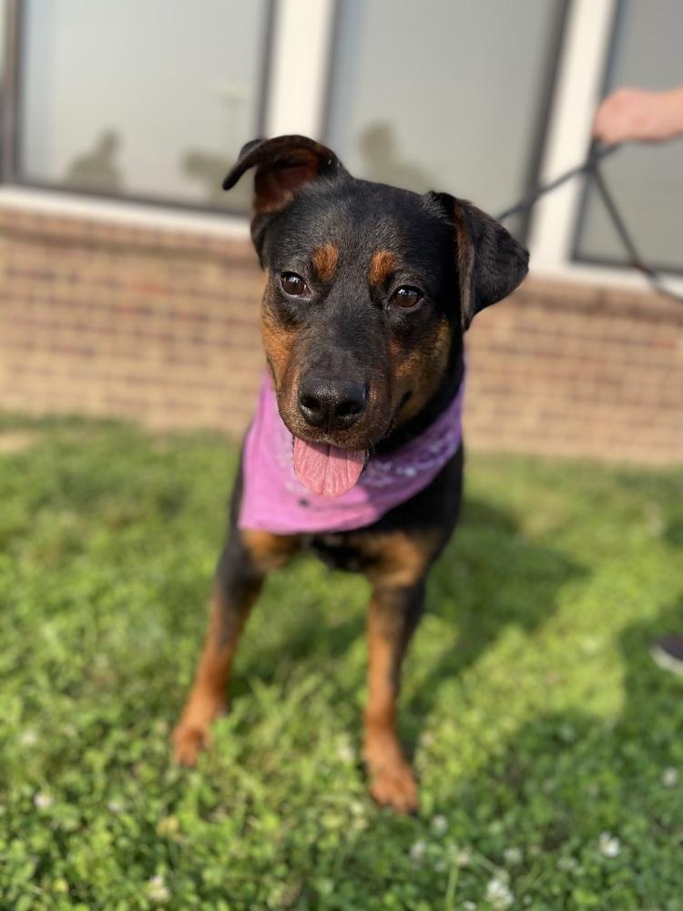 Coral, a Adoptable Mixed Breed image 1/5