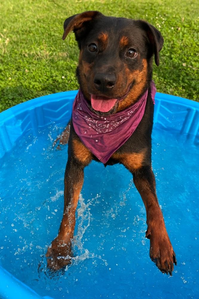 Coral, a Adoptable Mixed Breed image 2/5