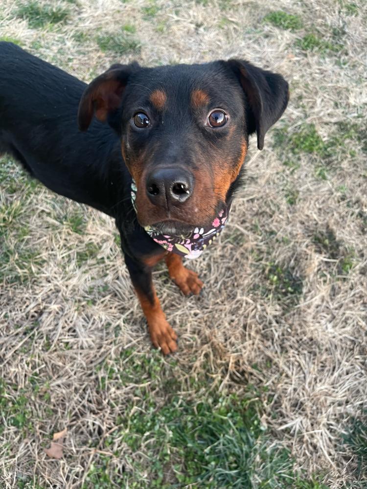 Coral, a Adoptable Mixed Breed image 3/5