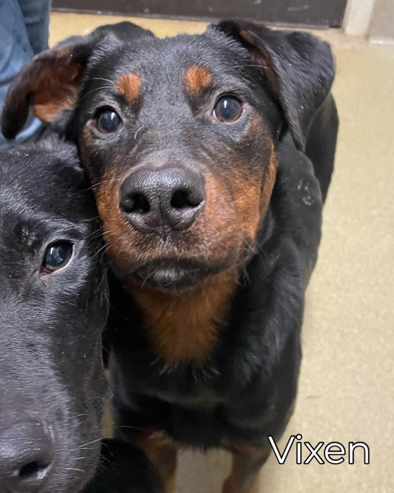 Coral, a Adoptable Mixed Breed image 4/5