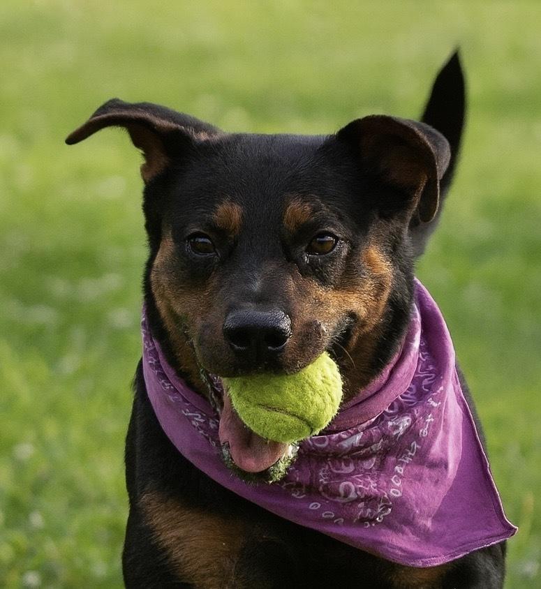 Coral, a Adoptable Mixed Breed image 5/5