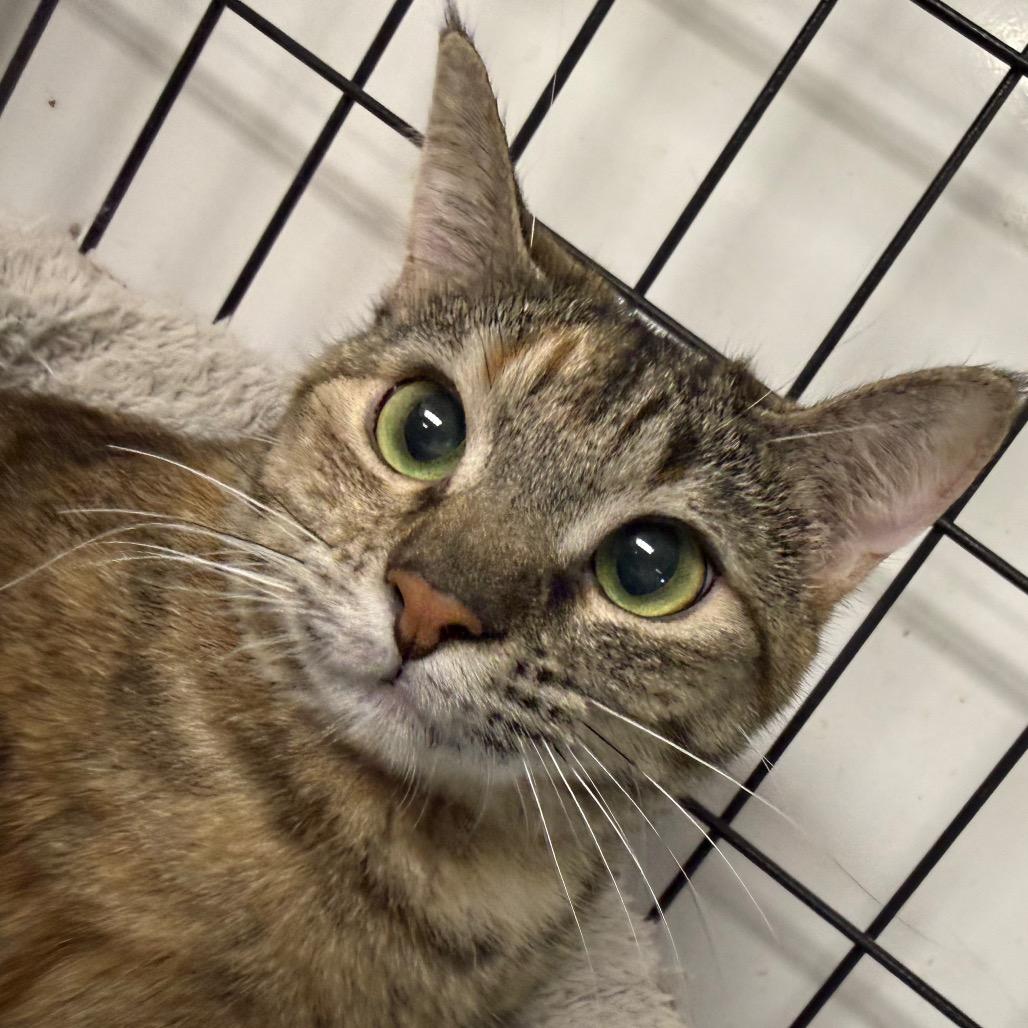 Nala, Adoptable, Adult Female Domestic Short Hair.