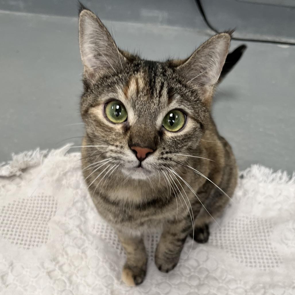 Enlarge Nala, a Adoptable Domestic Short Hair in Carroll, IA image 3/6