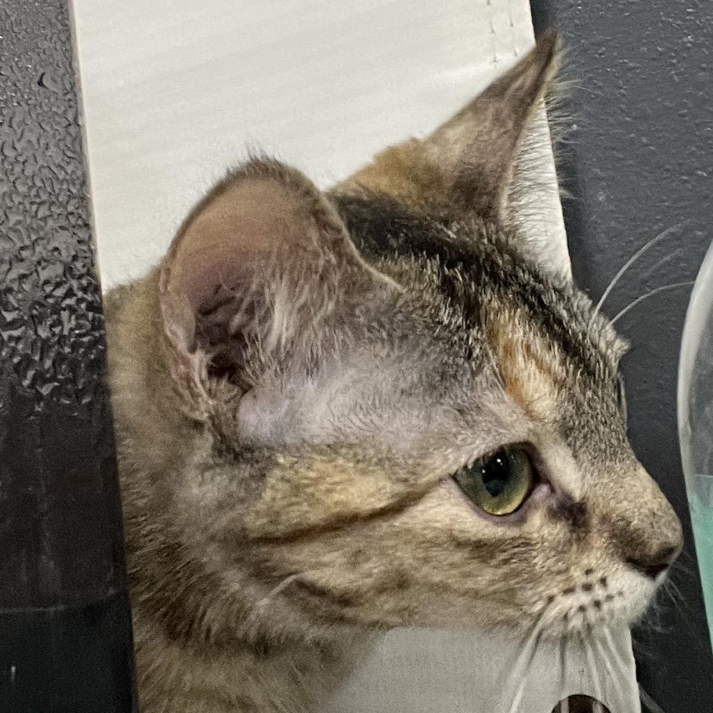 Nala, a Adoptable Domestic Short Hair in Carroll, IA image 2/3