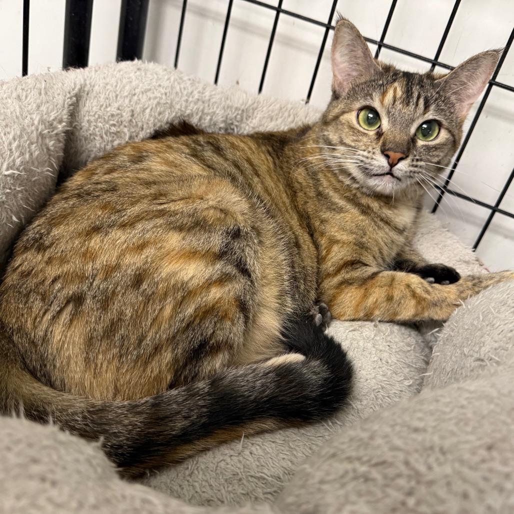 Enlarge Nala, a Adoptable Domestic Short Hair in Carroll, IA image 5/6