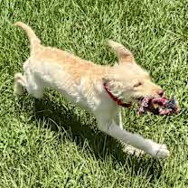 Magnolia, an adoptable Goldendoodle in Point Clear, AL, 36564 | Photo Image 2