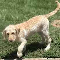 Magnolia, an adoptable Goldendoodle in Point Clear, AL, 36564 | Photo Image 3