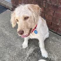Magnolia, an adoptable Goldendoodle in Point Clear, AL, 36564 | Photo Image 1