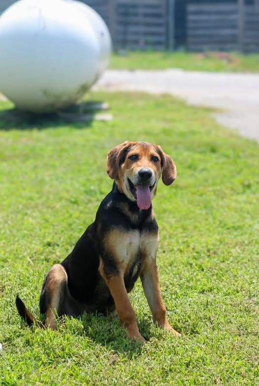 Chance - Sponsored Adoption