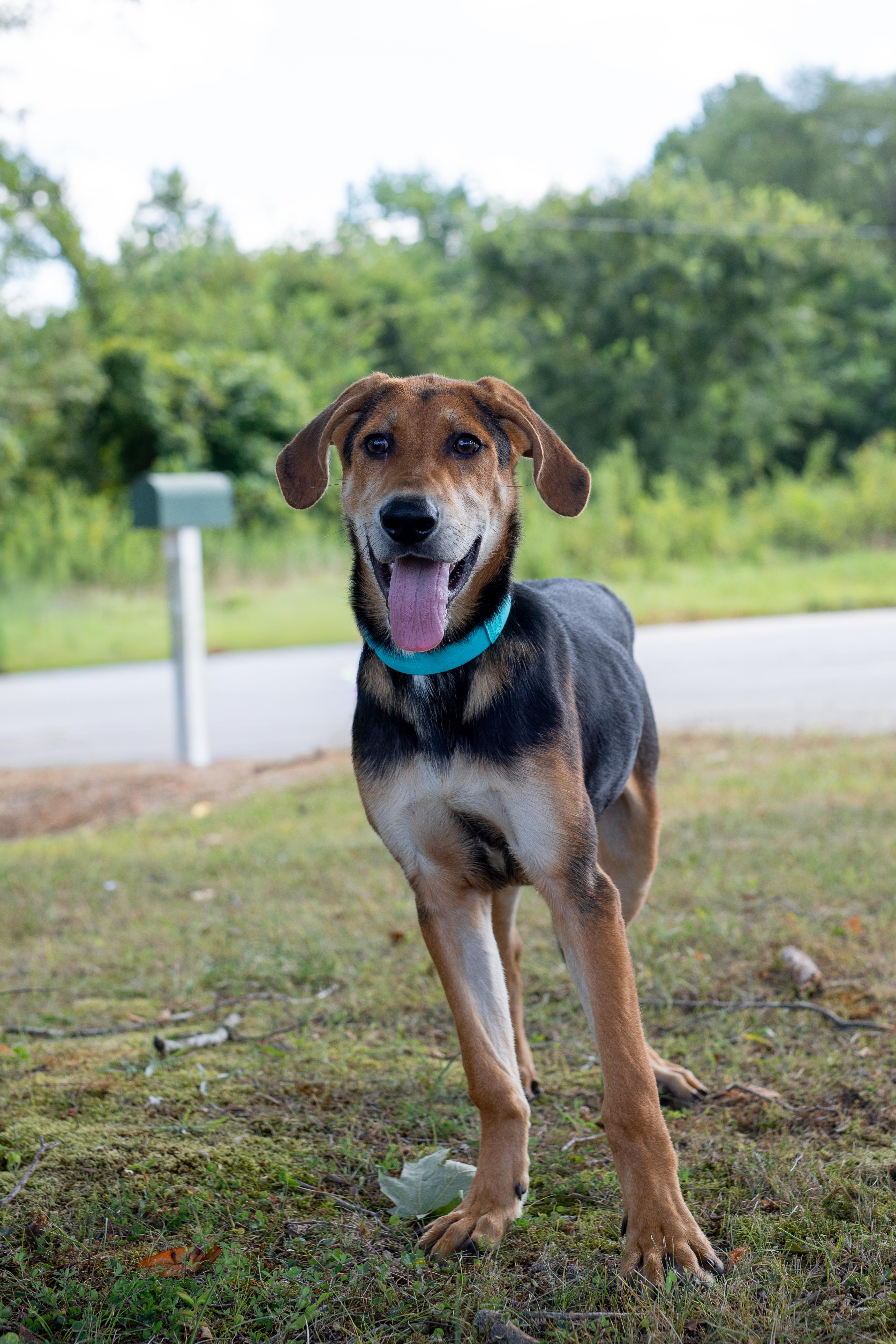 Chance - Sponsored Adoption