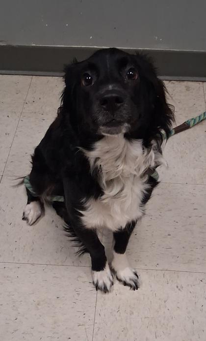 Poppy, Adoptable, Adult Female Border Collie & Mixed Breed.