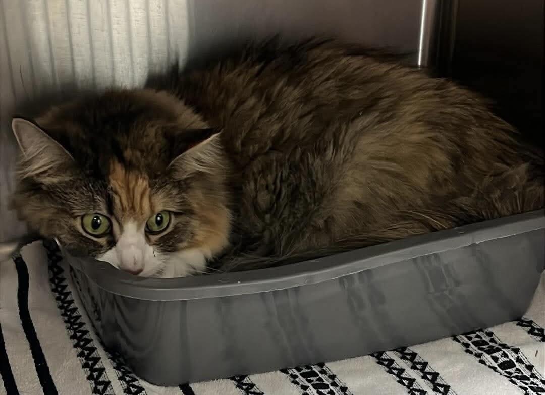 Rosie, Adoptable, Adult Female Domestic Long Hair.