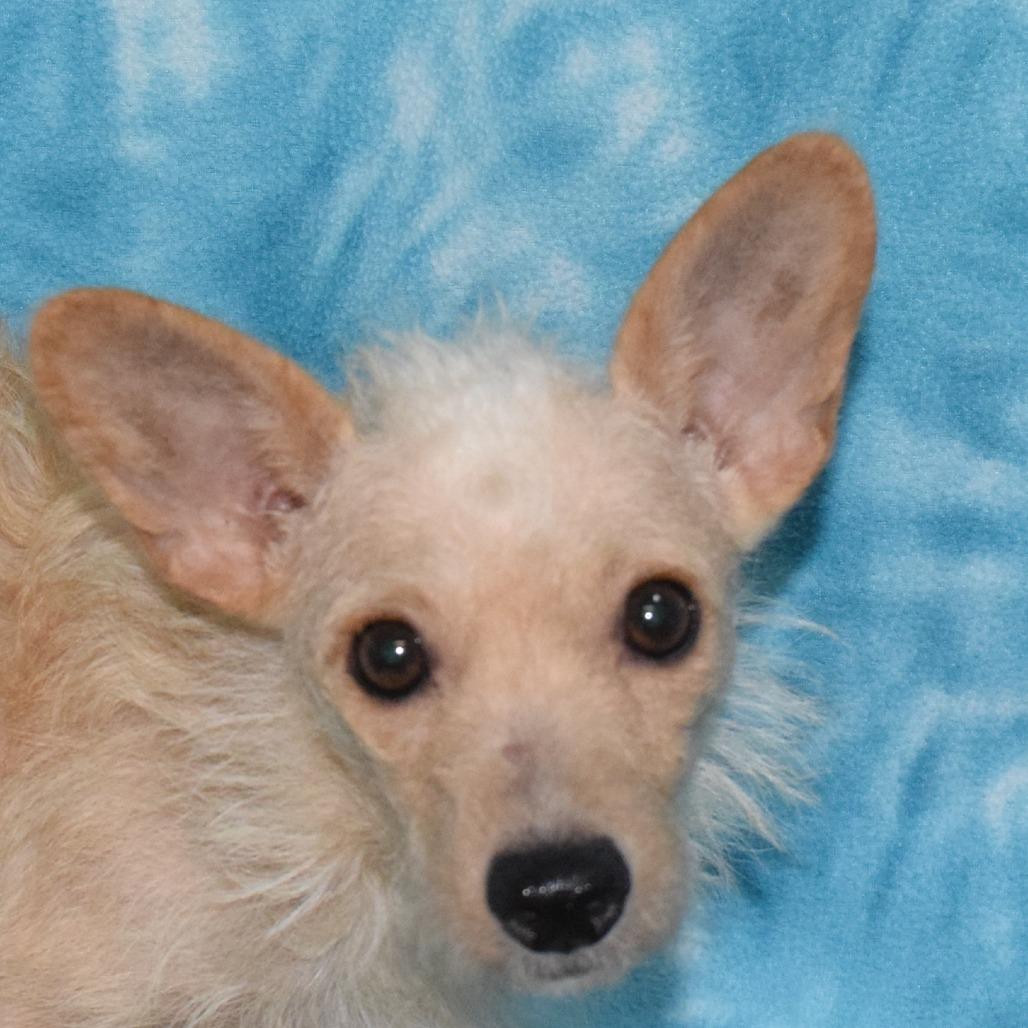 GINGER, Adoptable, Adult Female Chihuahua & Yorkshire Terrier.