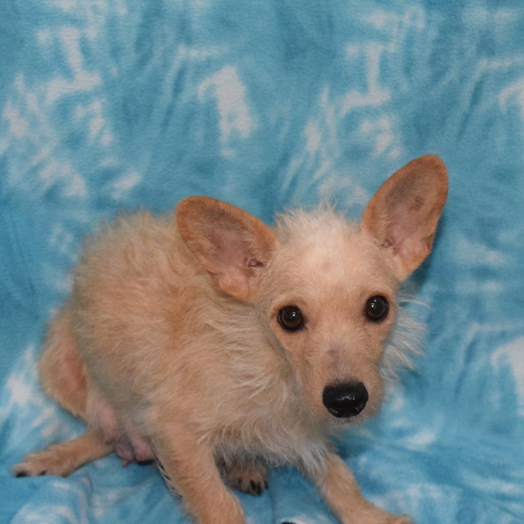 Enlarge GINGER, a Adoptable mixed breed in Eureka, CA image 2/5