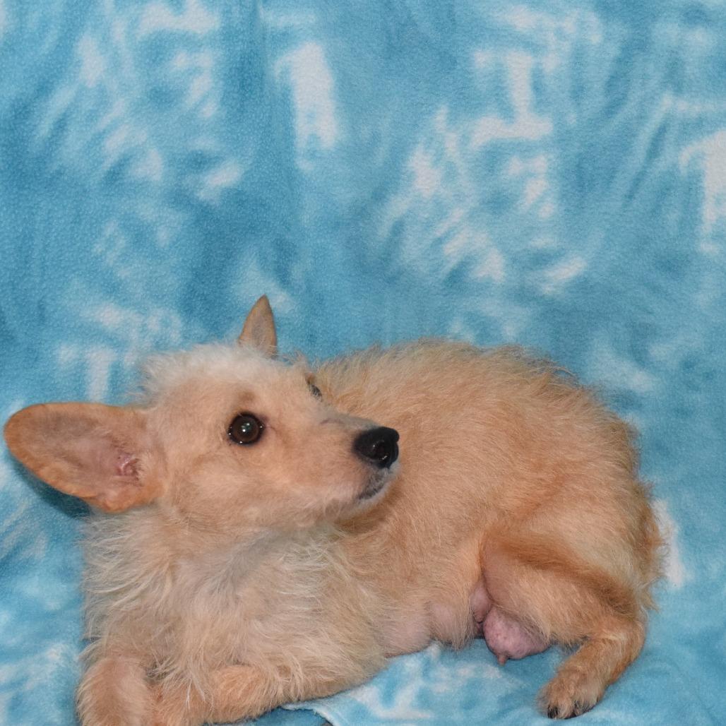 Enlarge GINGER, a Adoptable mixed breed in Eureka, CA image 3/5