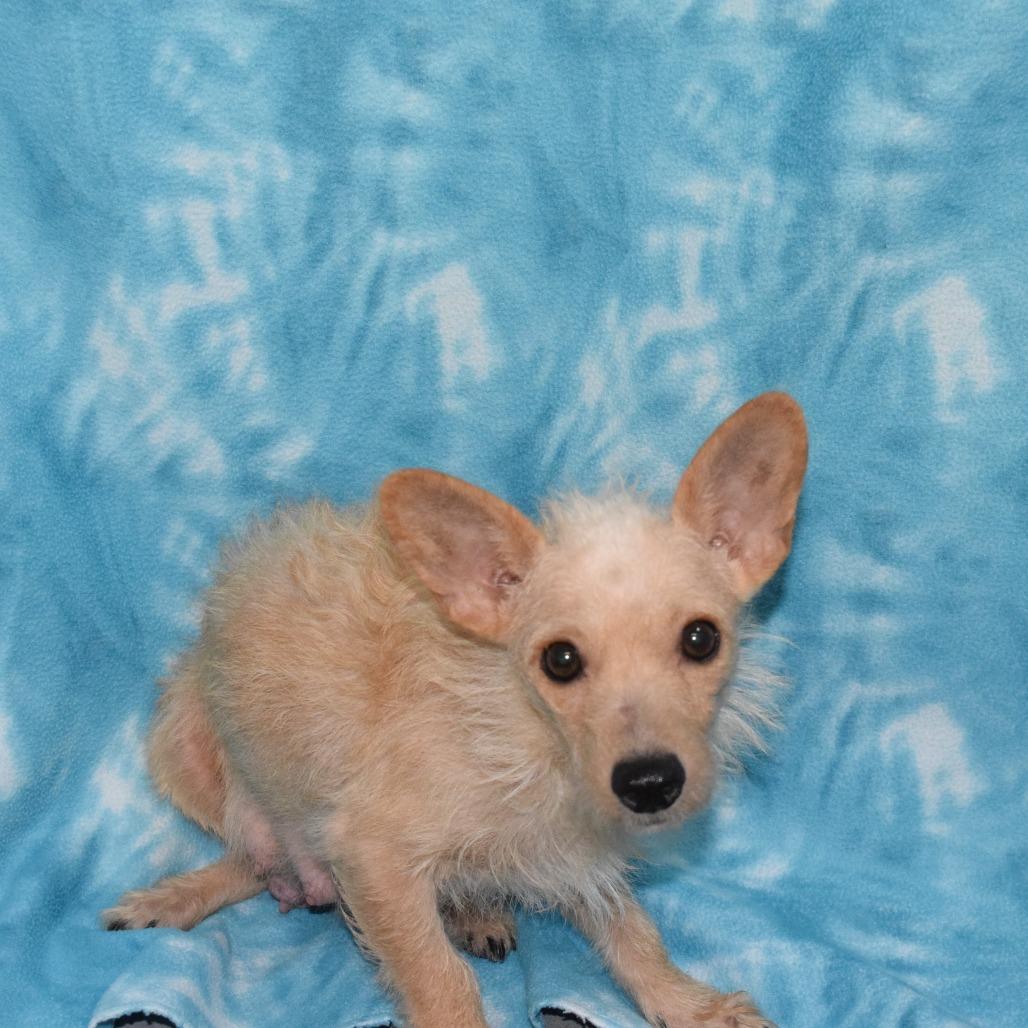 Enlarge GINGER, a Adoptable mixed breed in Eureka, CA image 4/5