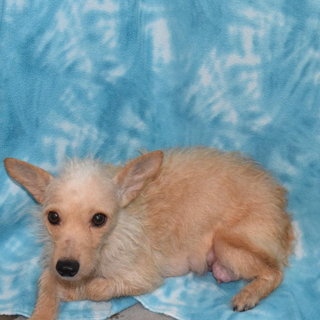 Enlarge GINGER, a Adoptable mixed breed in Eureka, CA image 5/5
