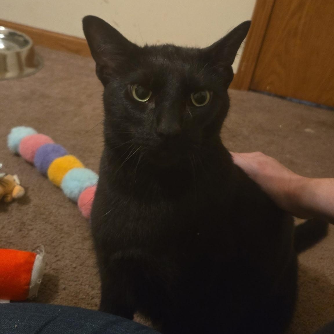 Enlarge Onyx, a Adoptable Domestic Short Hair in Sauk City, WI image 3/3