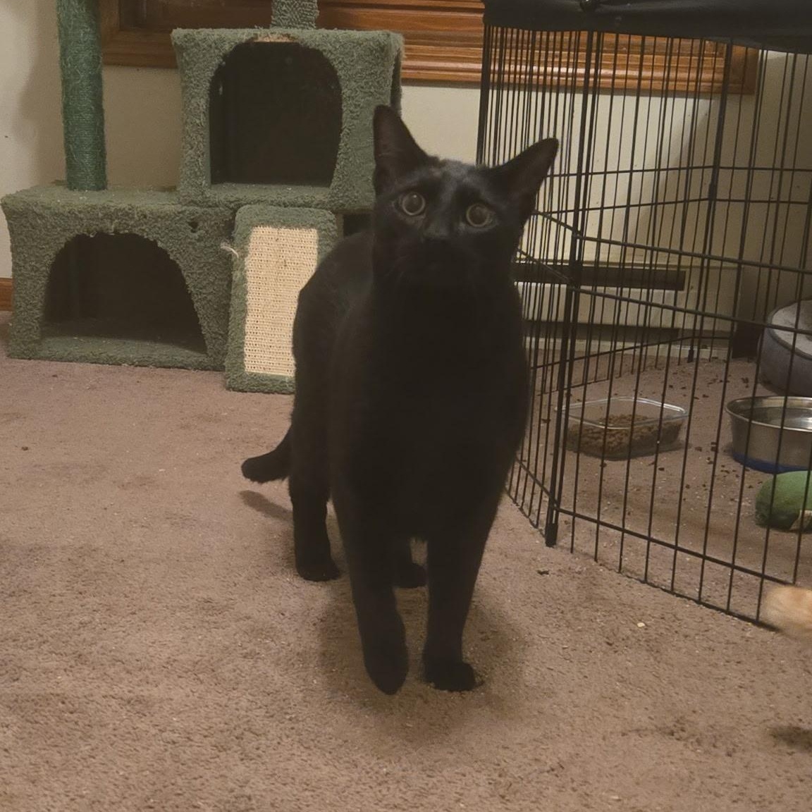 Onyx, Adoptable, Adult Male Domestic Short Hair.