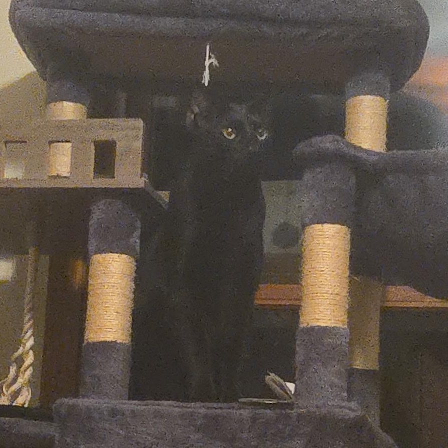Enlarge Onyx, a Adoptable Domestic Short Hair in Sauk City, WI image 2/3
