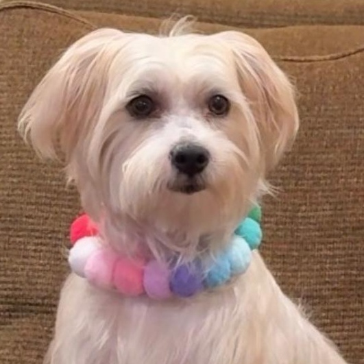 Enlarge Mimi, a Adoptable mixed breed in Century City, CA image 1/1
