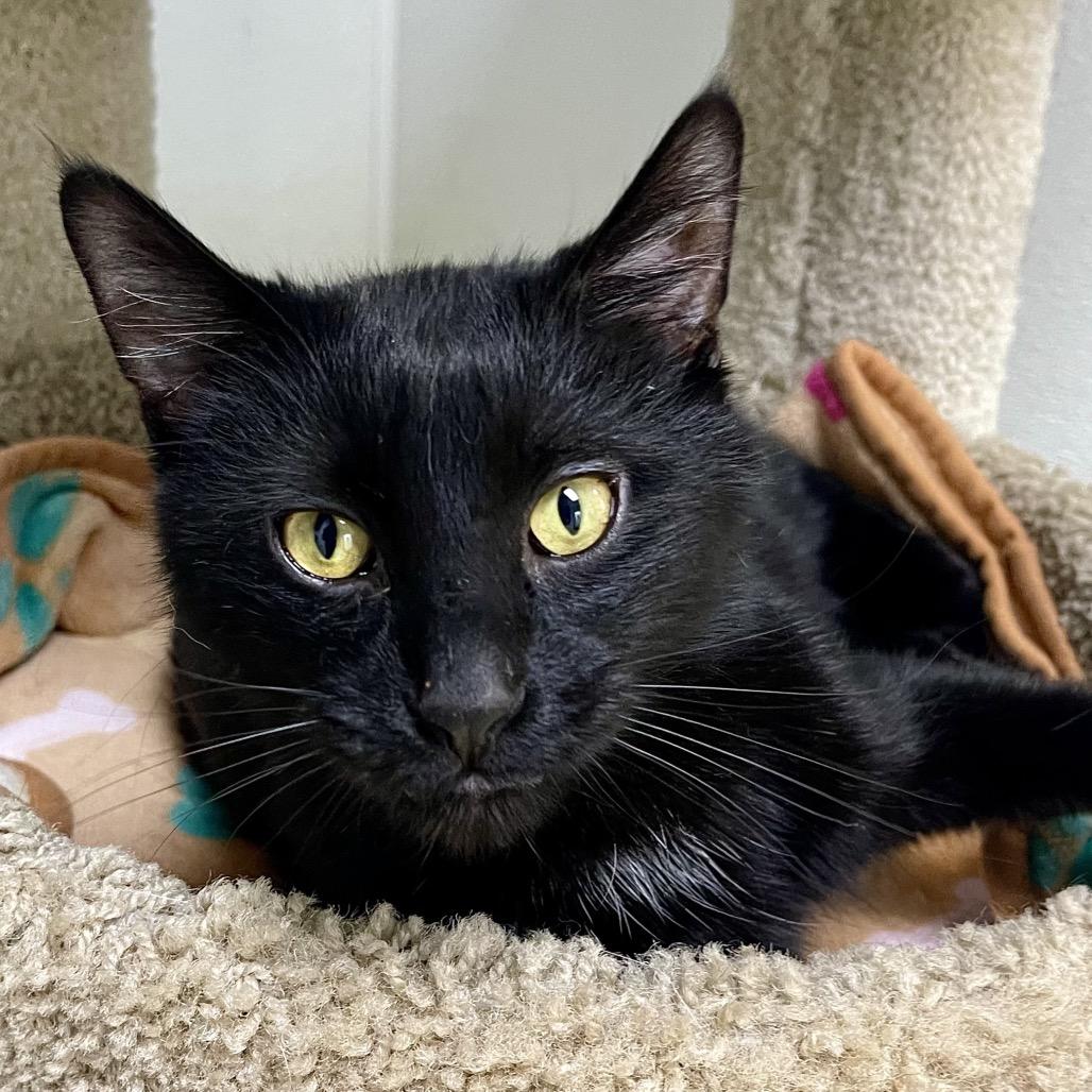 Wigwam, Adoptable, Adult Male Domestic Short Hair.