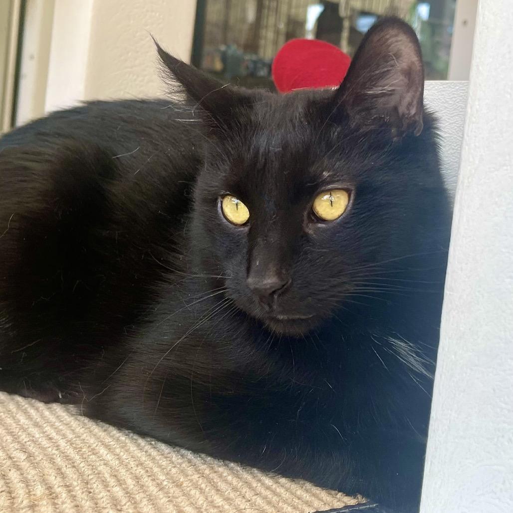 Wigwam, Adoptable, Adult Male Domestic Short Hair.