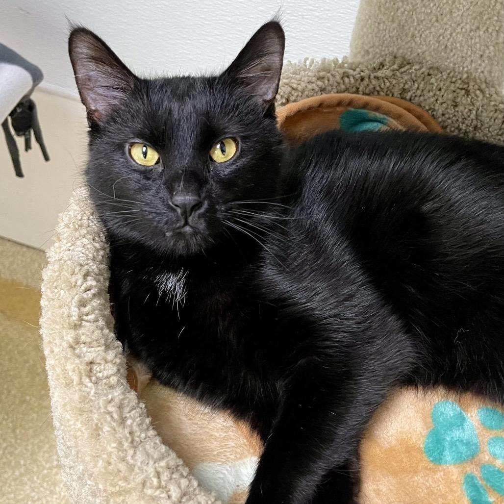 Wigwam, Adoptable, Adult Male Domestic Short Hair.