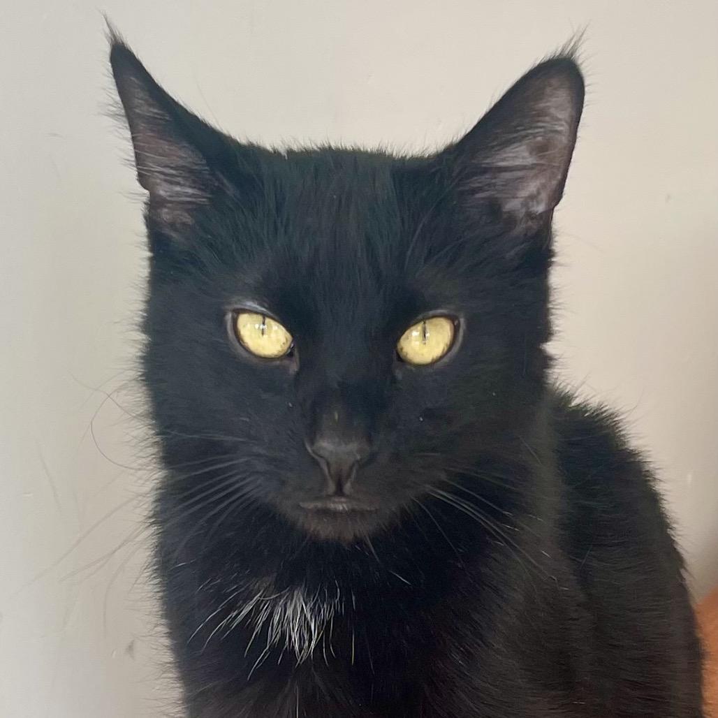 Enlarge Wigwam, a Adoptable Domestic Short Hair in Deerfield, IL image 2/5